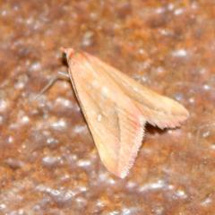 Rhodometra participata