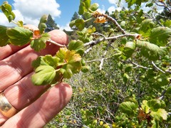 Ribes pinetorum