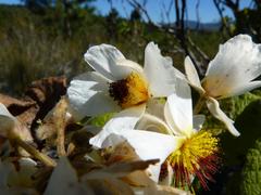 Sparrmannia africana