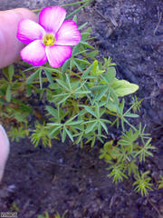 Oxalis heterophylla