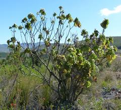 Sparrmannia africana