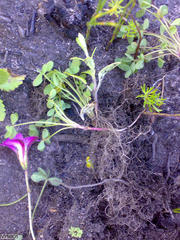 Oxalis heterophylla