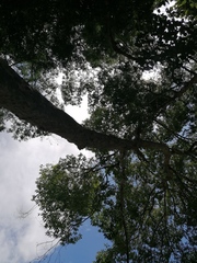 Homalium trichostemon