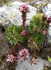 Rosularia marnieri