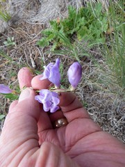 Penstemon putus