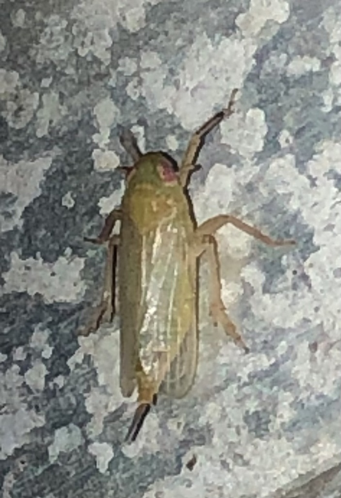 Pentagramma longistylata
