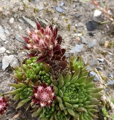 Rosularia marnieri