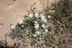 Drosanthemum calycinum