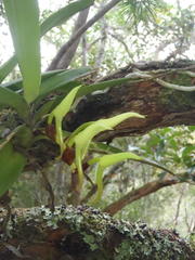Cyrtorchis arcuata arcuata
