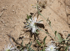 Drosanthemum calycinum