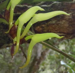 Cyrtorchis arcuata arcuata