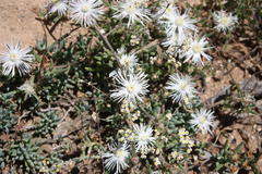 Drosanthemum calycinum