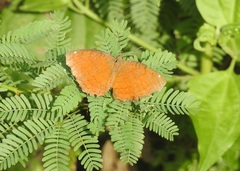 Ariadne ariadne