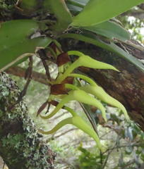 Cyrtorchis arcuata arcuata