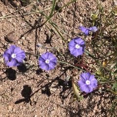 Evolvulus arizonicus