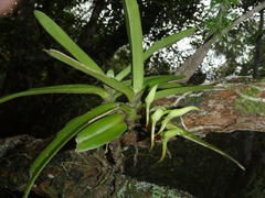 Cyrtorchis arcuata arcuata
