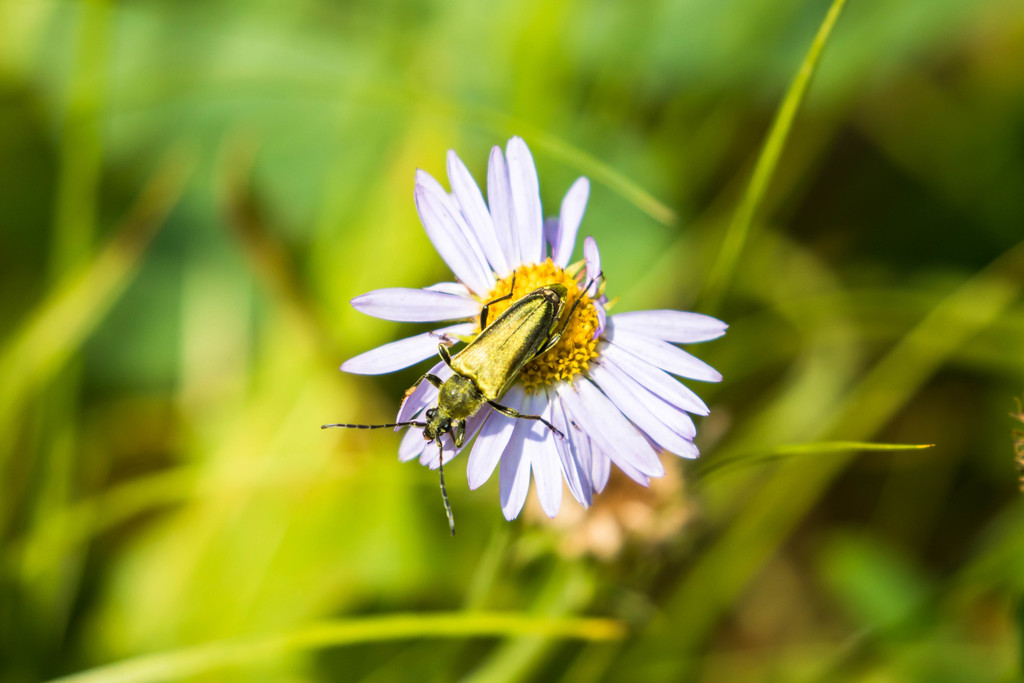 Yellow Velvet Beetle