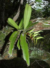Cyrtorchis arcuata arcuata