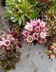 Rosularia marnieri