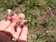 Mirabilis melanotricha