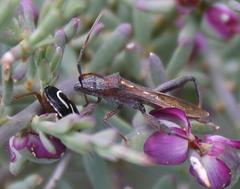 Mirperus jaculus