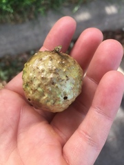 Amphibolips confluenta