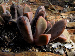 Pleiospilos compactus canus
