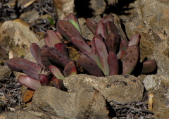 Pleiospilos compactus canus
