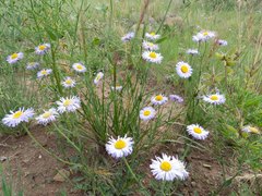 Erigeron flagellaris
