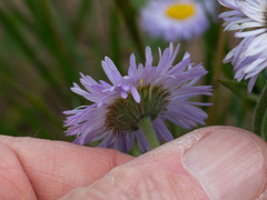 Erigeron flagellaris