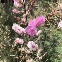 Mimosa dysocarpa