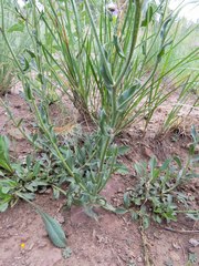 Erigeron flagellaris