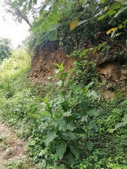 Critonia quadrangularis