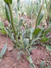 Erigeron flagellaris