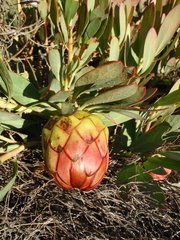 Protea effusa