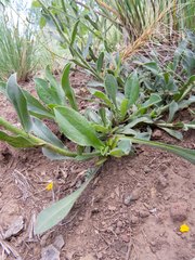 Erigeron flagellaris