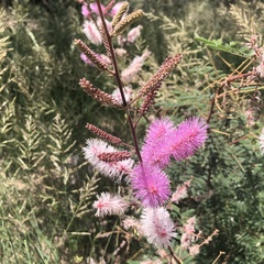 Mimosa dysocarpa