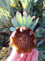 Protea effusa
