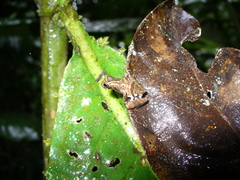 Dendropsophus parviceps