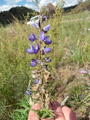 Lupinus hillii