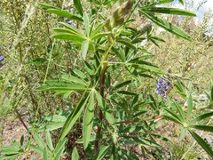 Lupinus hillii
