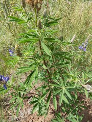 Lupinus hillii