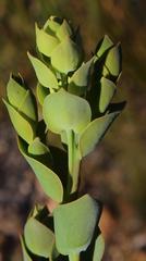 Thesium euphorbioides