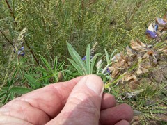 Lupinus hillii