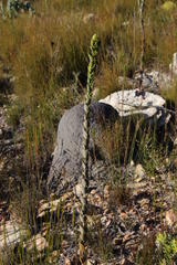 Thesium euphorbioides