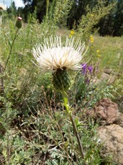 Cirsium wheeleri