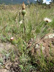 Cirsium wheeleri