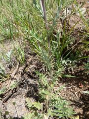 Cirsium wheeleri