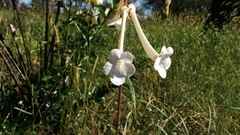 Sinningia tubiflora
