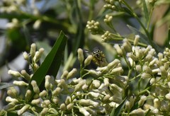 Bicyrtes variegatus